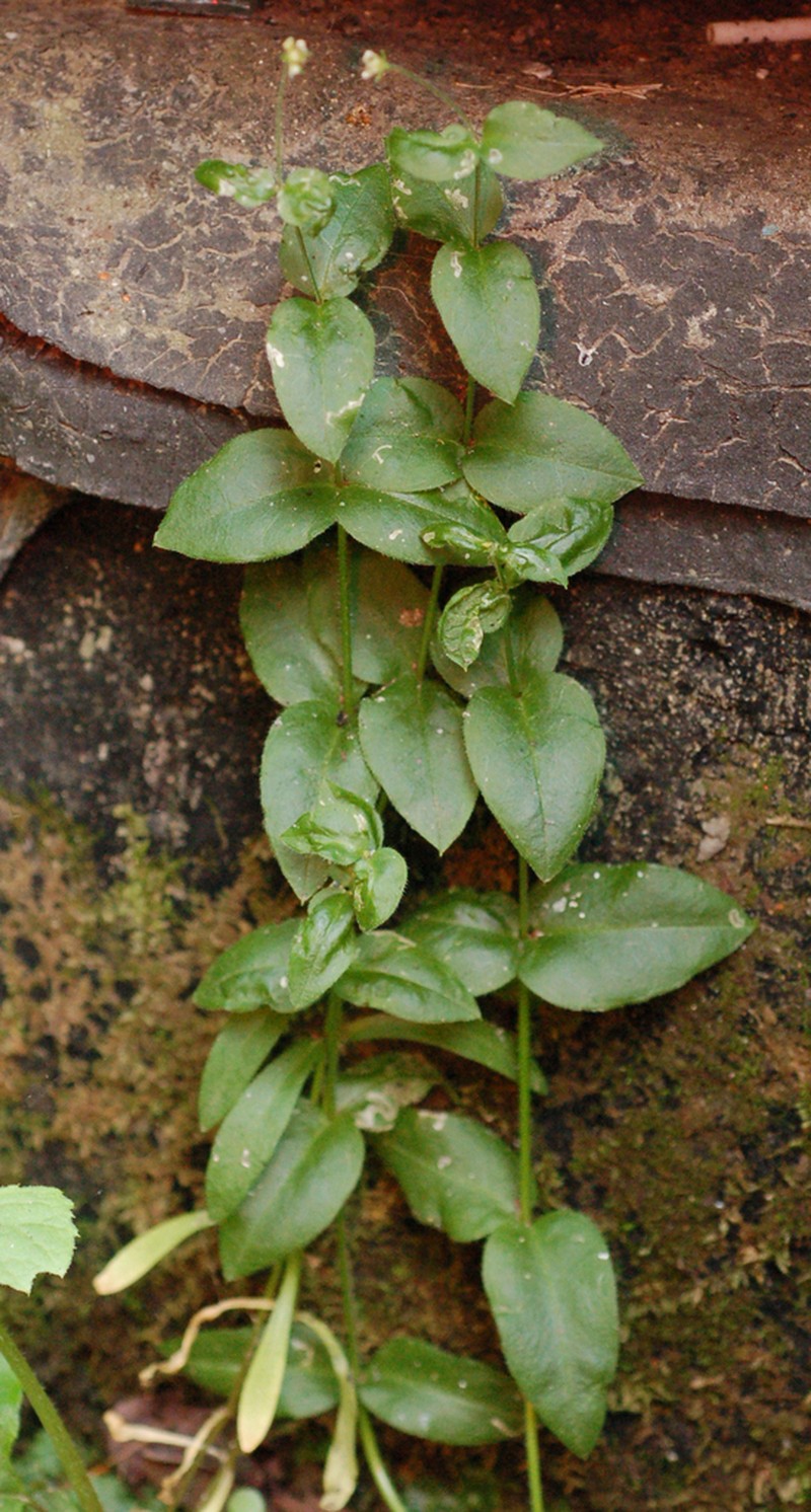 Pseudostellaria japonica photo 8
