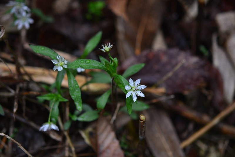 Pseudostellaria palibiniana