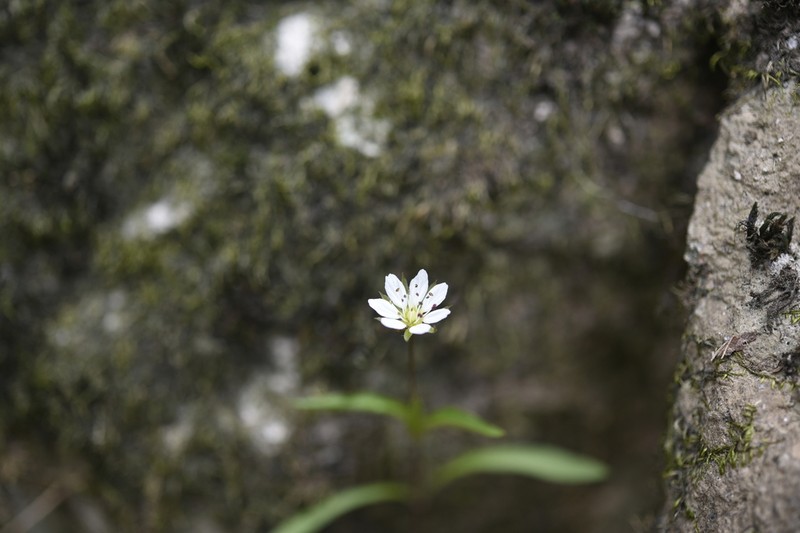 Pseudostellaria palibiniana photo 2
