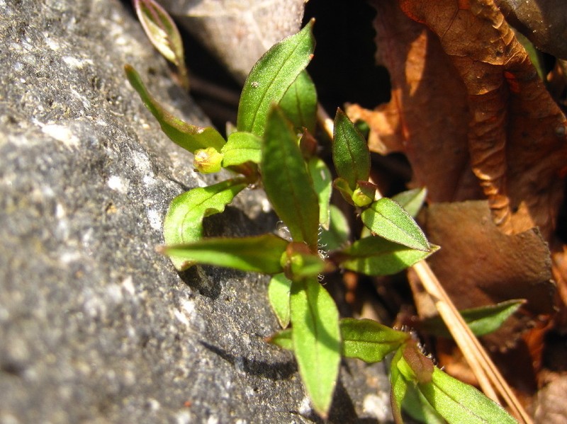 Pseudostellaria palibiniana photo 3