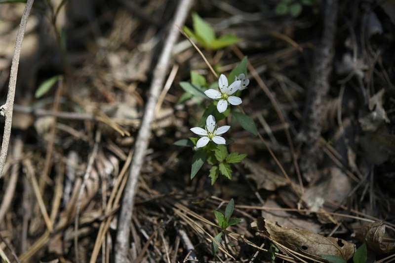 Pseudostellaria palibiniana photo 4
