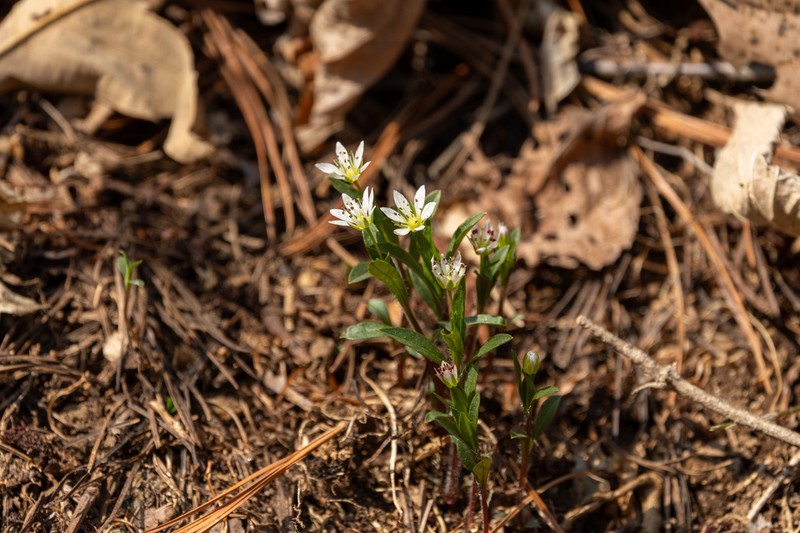 Pseudostellaria palibiniana photo 5