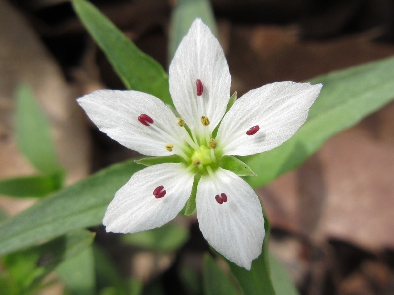 Pseudostellaria palibiniana photo 6