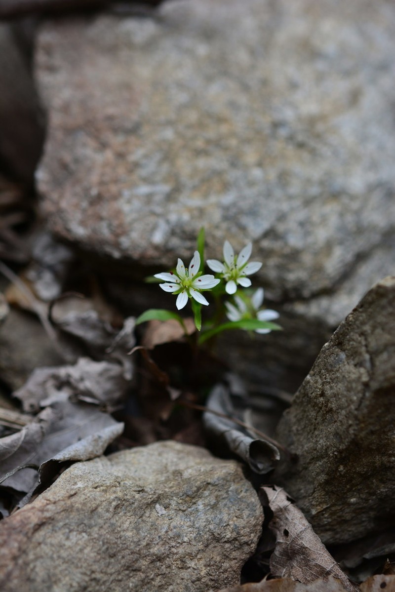 Pseudostellaria palibiniana photo 7