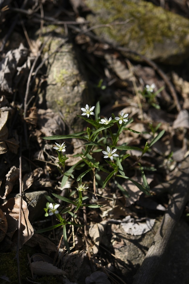 Pseudostellaria palibiniana photo 8