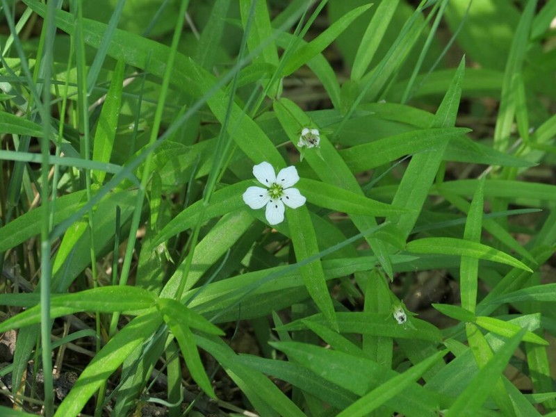 Pseudostellaria rigida