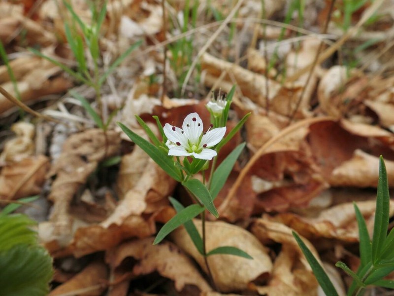 Pseudostellaria rigida photo 2