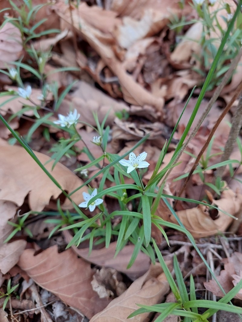 Pseudostellaria rigida photo 3