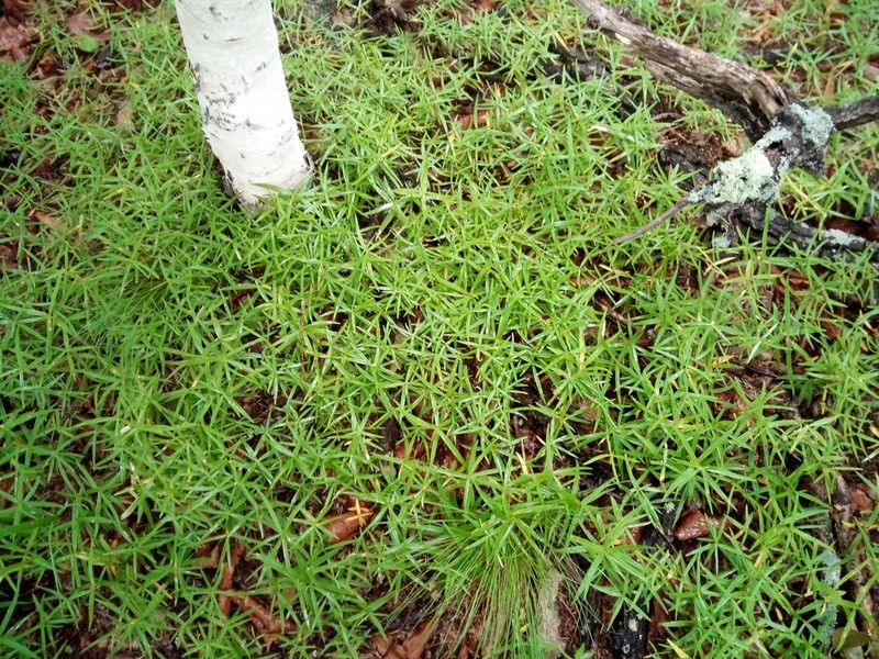 Pseudostellaria rigida photo 4
