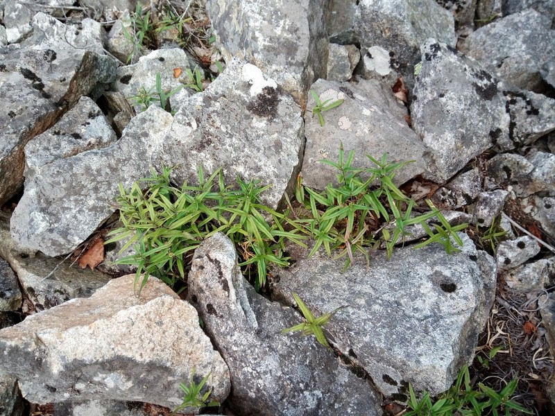 Pseudostellaria rigida photo 5
