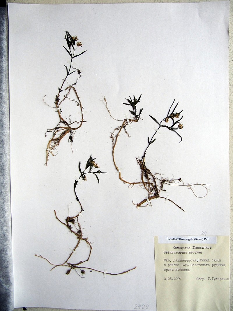 Pseudostellaria rigida photo 6