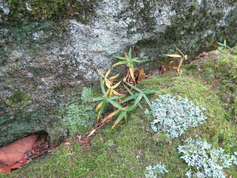Pseudostellaria rigida photo 7