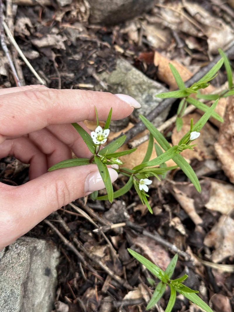 Pseudostellaria rigida photo 8