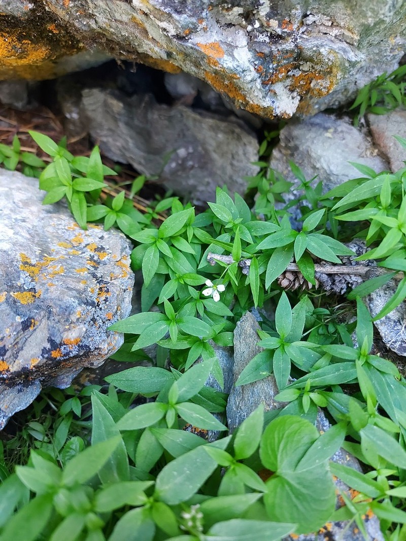 Pseudostellaria rupestris