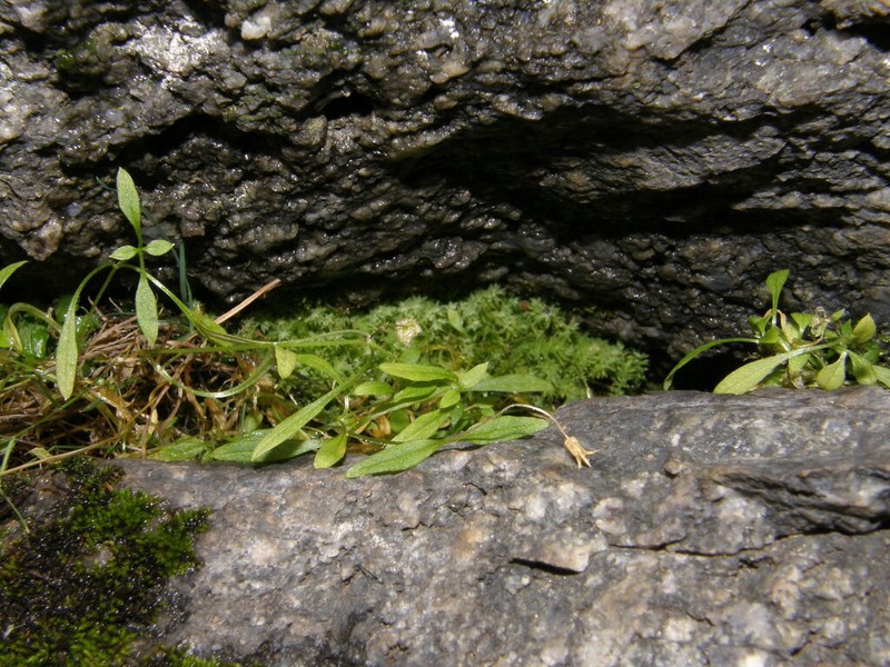 Pseudostellaria rupestris photo 2
