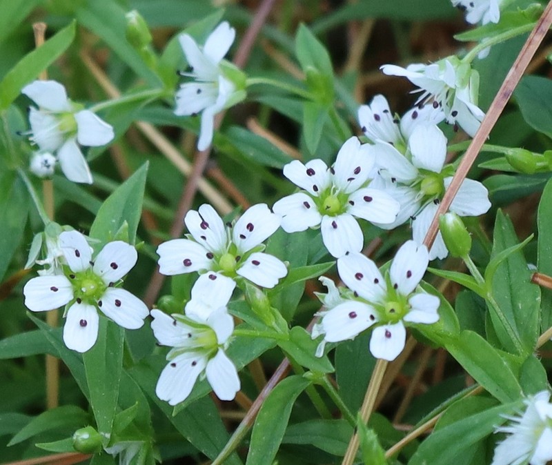 Pseudostellaria rupestris photo 3