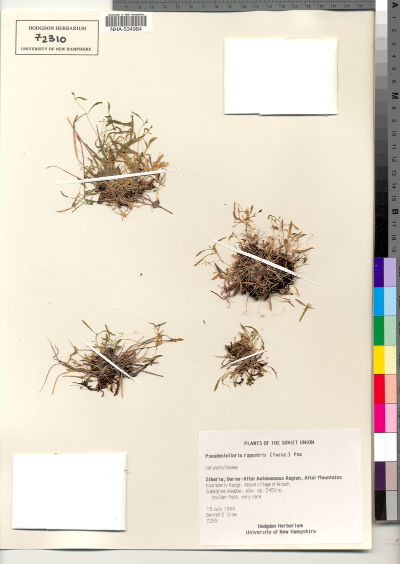 Pseudostellaria rupestris photo 6
