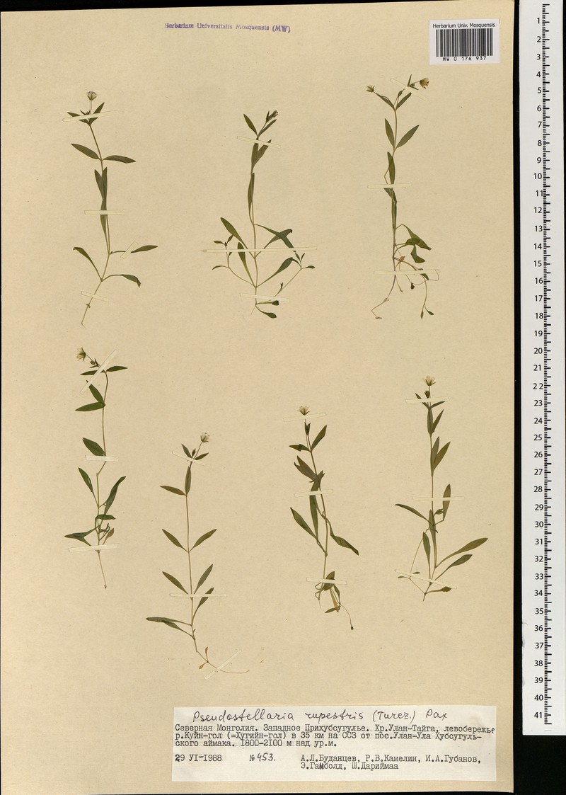 Pseudostellaria rupestris photo 7