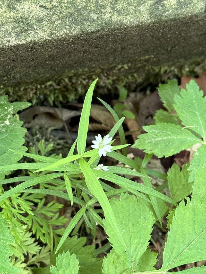 Pseudostellaria sylvatica