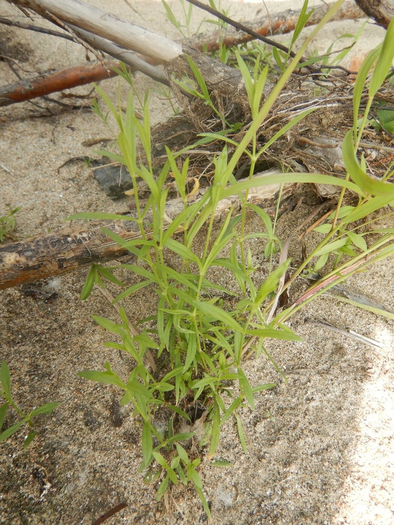 Pseudostellaria sylvatica photo 2