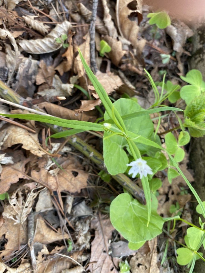 Pseudostellaria sylvatica photo 3