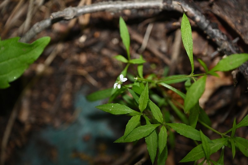 Pseudostellaria sylvatica photo 4