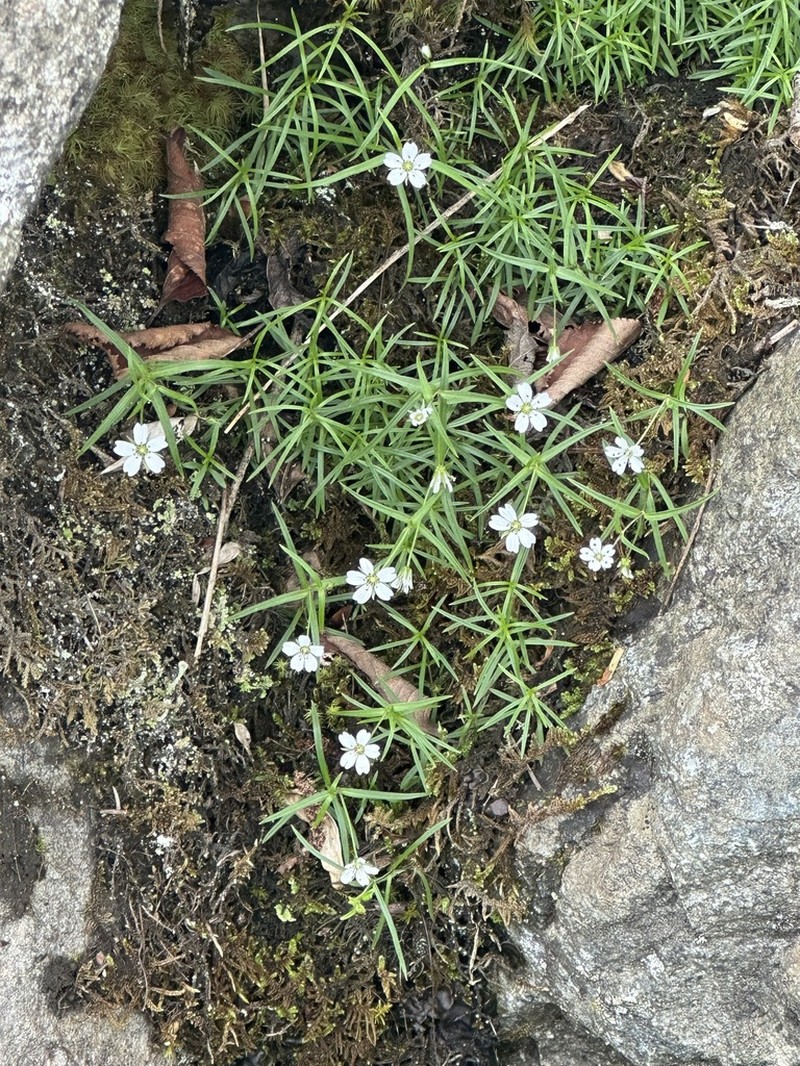 Pseudostellaria sylvatica photo 5