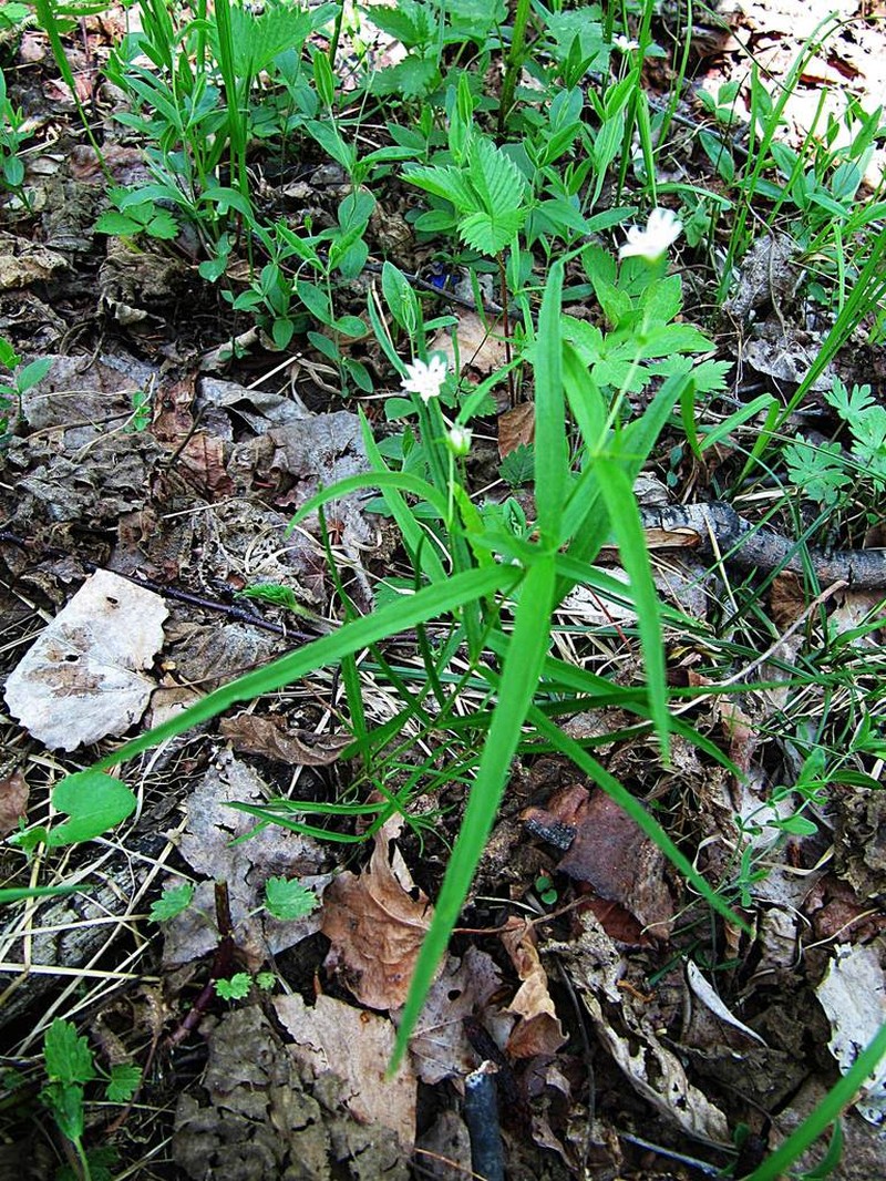 Pseudostellaria sylvatica photo 6