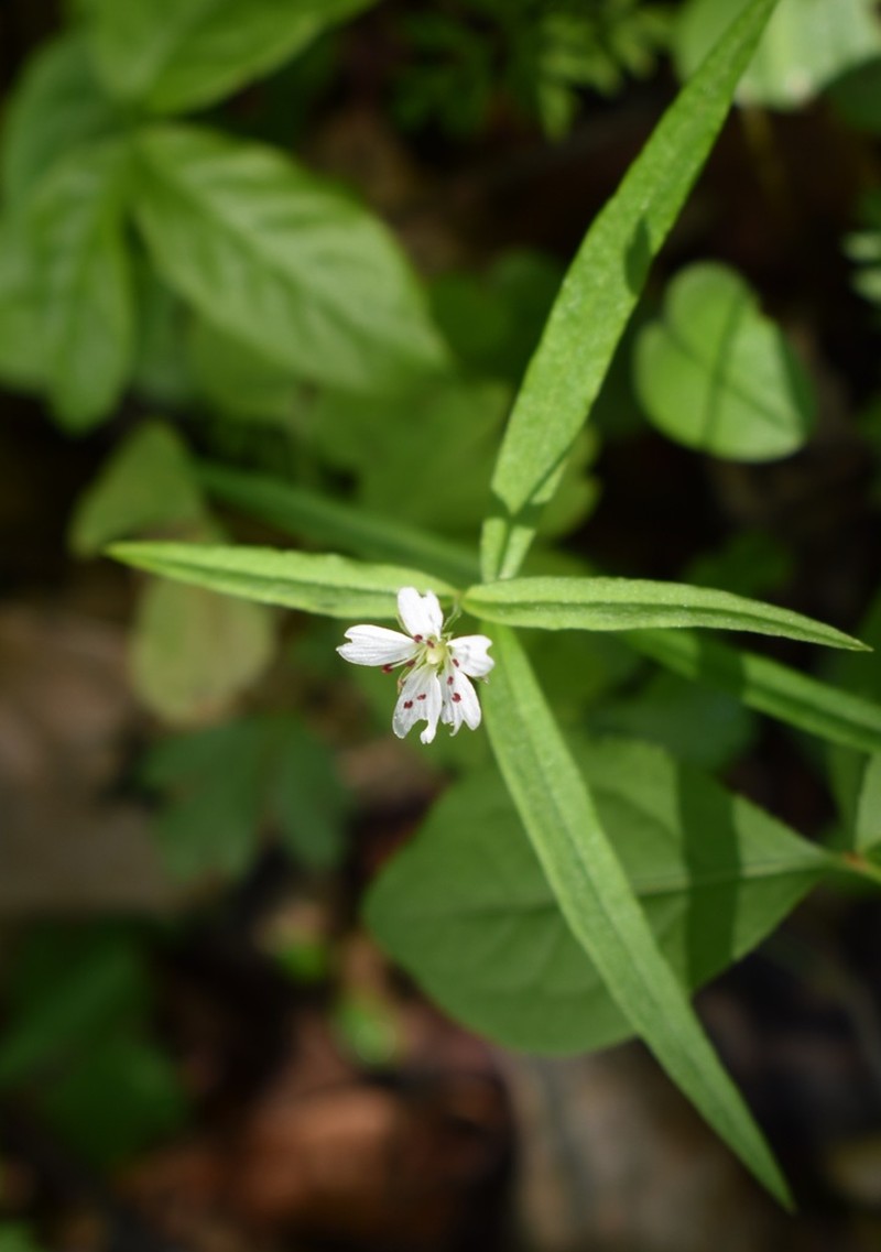 Pseudostellaria sylvatica photo 7