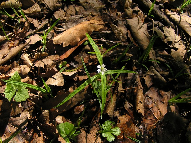 Pseudostellaria sylvatica photo 8