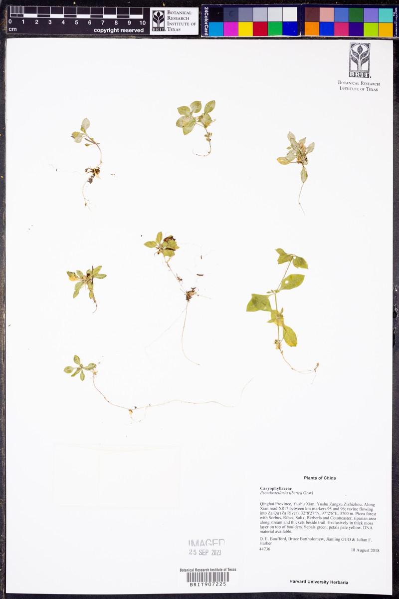 Pseudostellaria tibetica