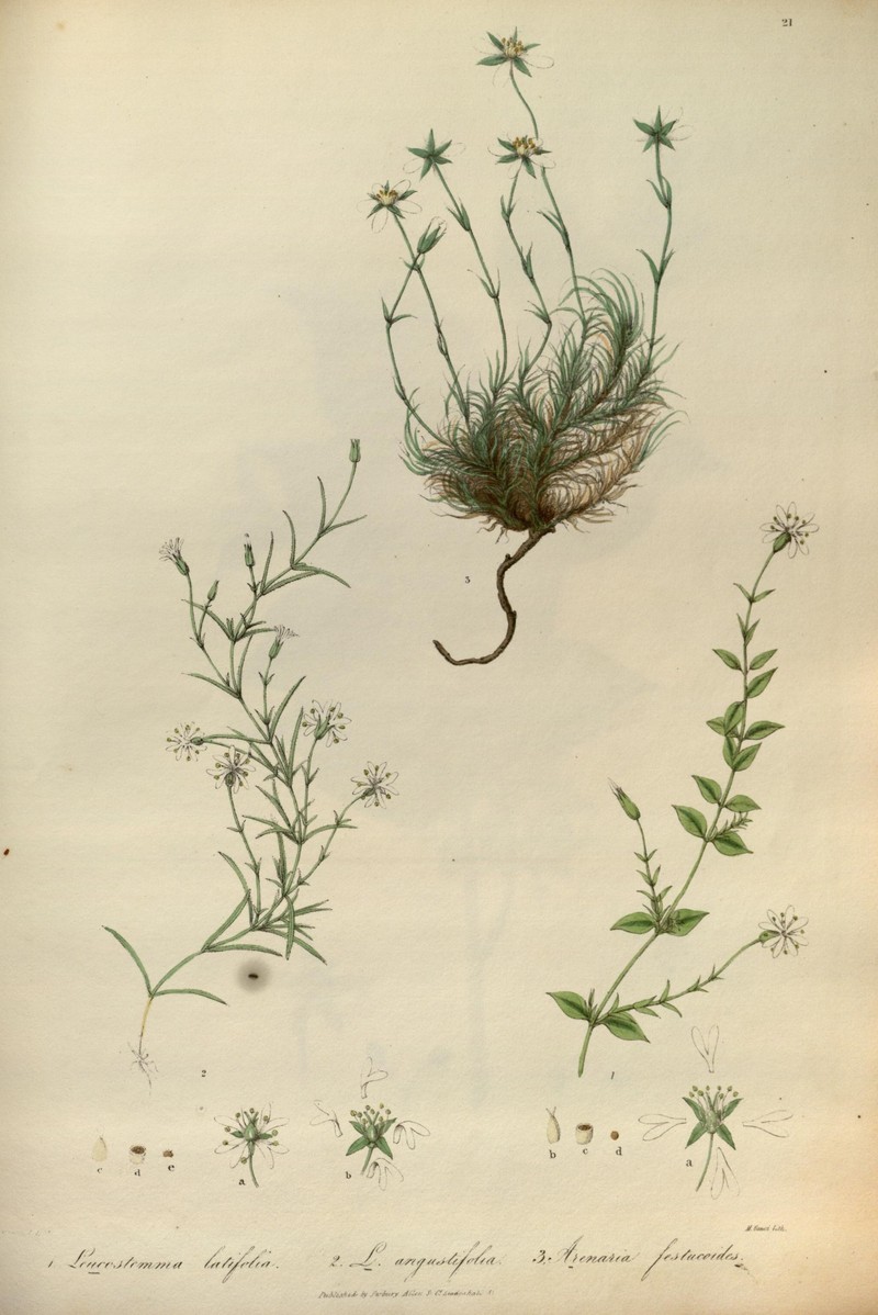 Pseudostellaria webbiana