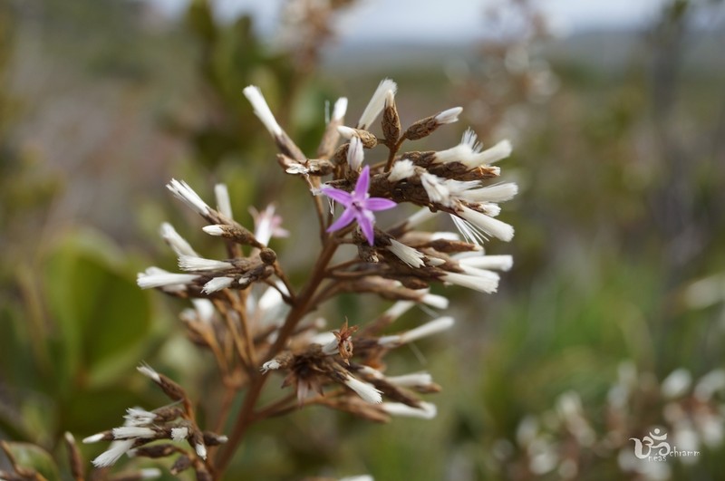 Pseudostifftia kingii
