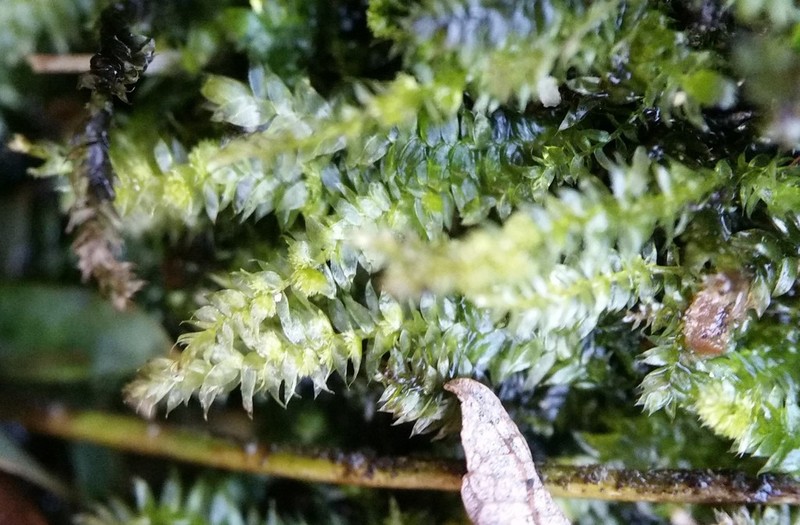 Pseudotaxiphyllum Moss