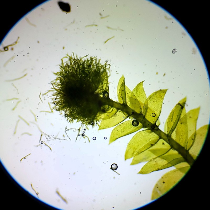Pseudotaxiphyllum Moss photo 2