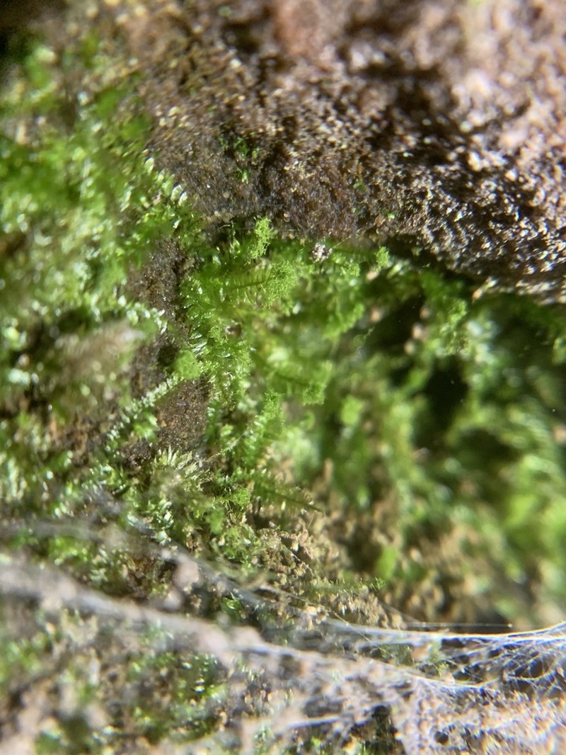 Pseudotaxiphyllum Moss photo 3