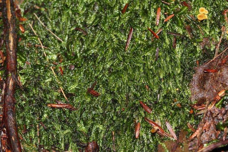 Pseudotaxiphyllum Moss photo 4