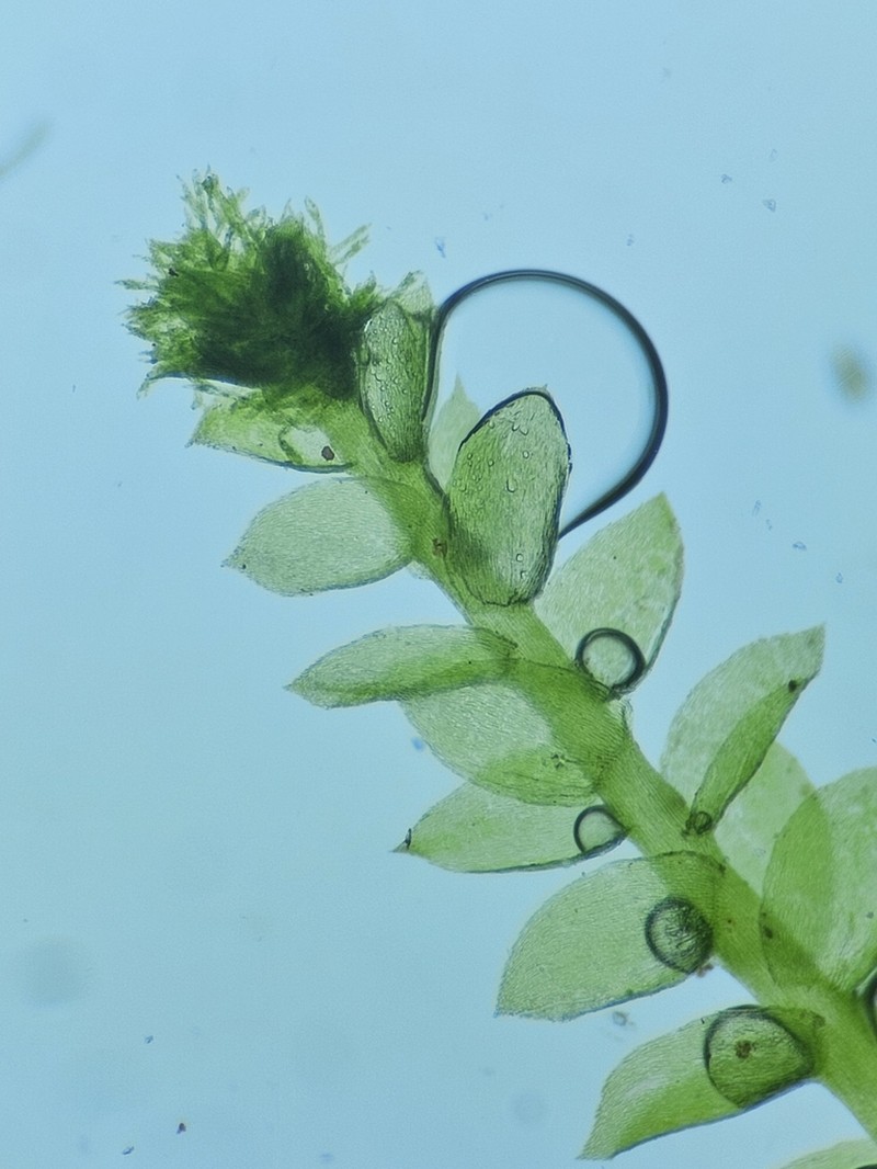 Pseudotaxiphyllum Moss photo 5