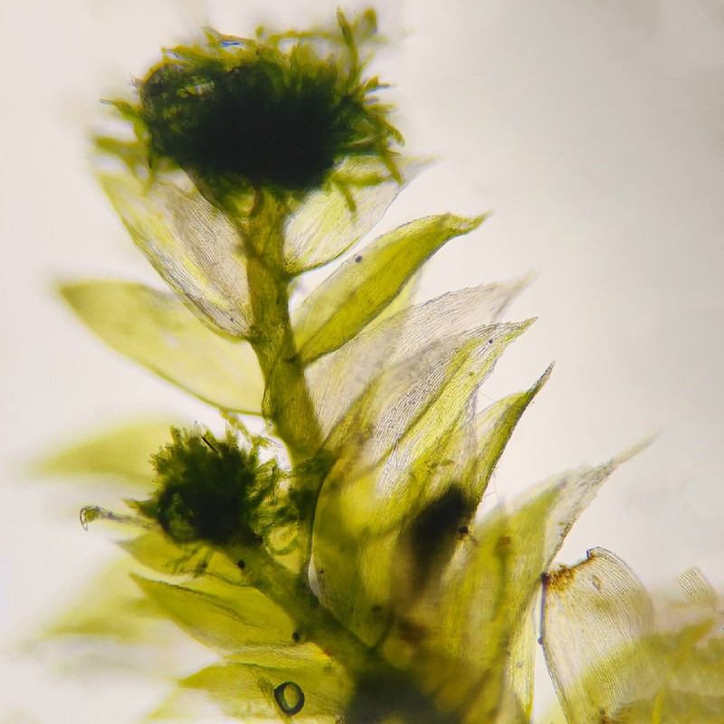 Pseudotaxiphyllum Moss photo 6