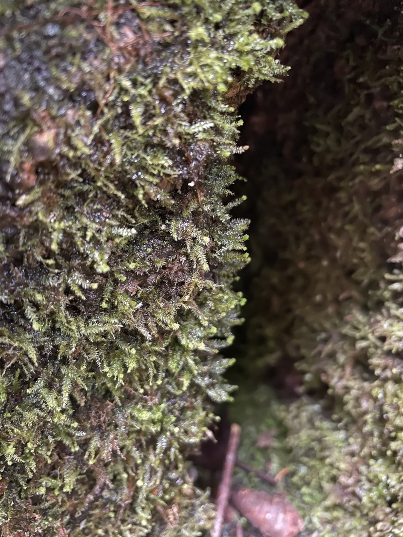 Pseudotaxiphyllum Moss photo 7