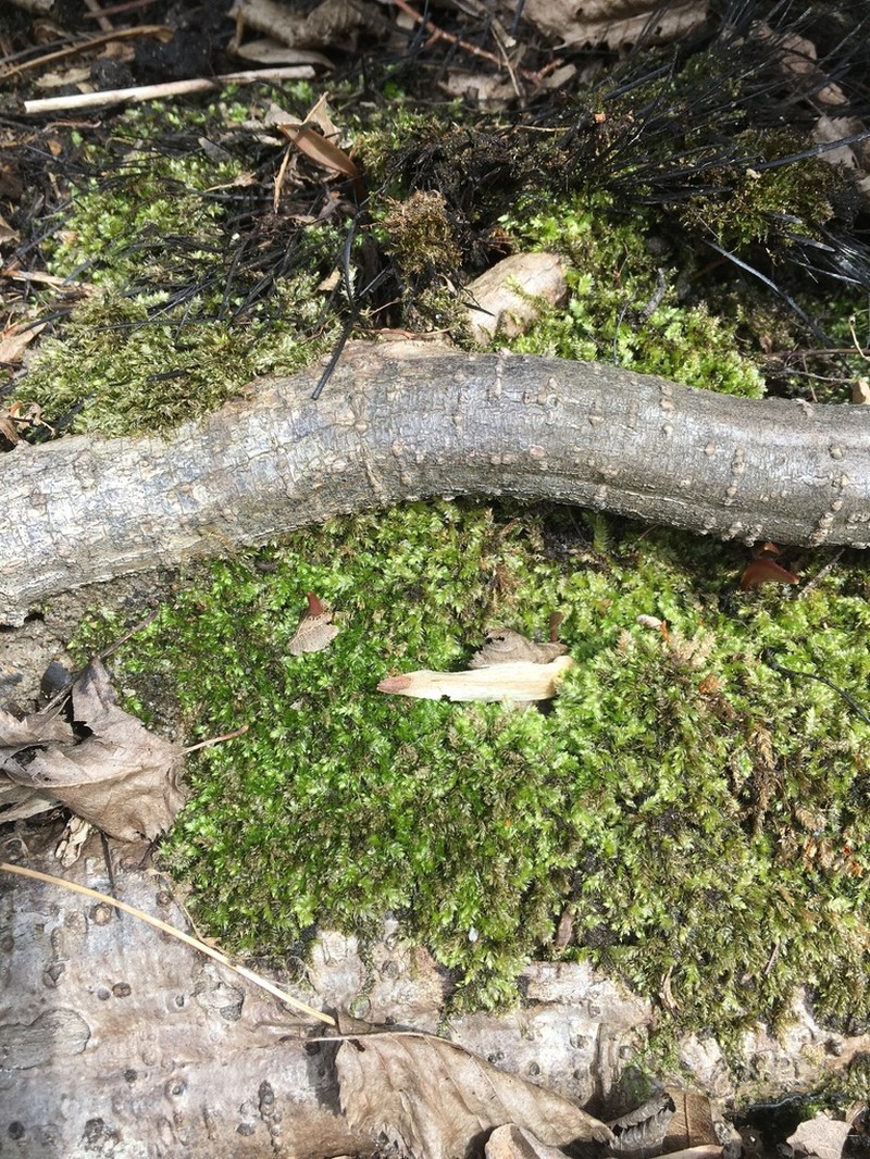 Pseudotaxiphyllum Moss photo 8