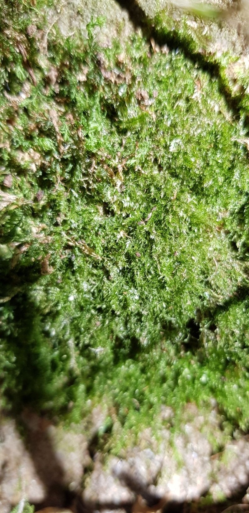 Elegant Pseudotaxiphyllum Moss