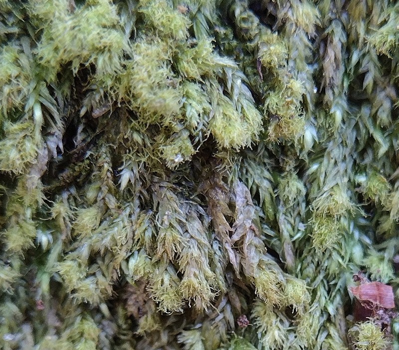 Elegant Pseudotaxiphyllum Moss