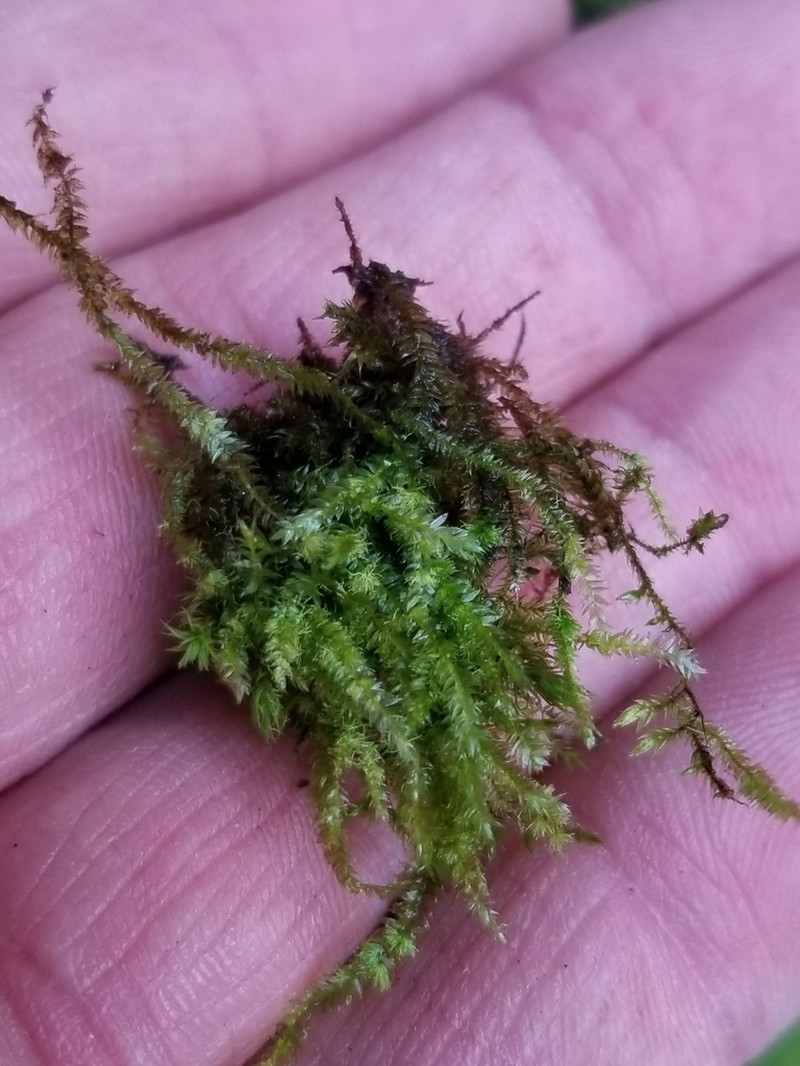 Elegant Pseudotaxiphyllum Moss photo 2
