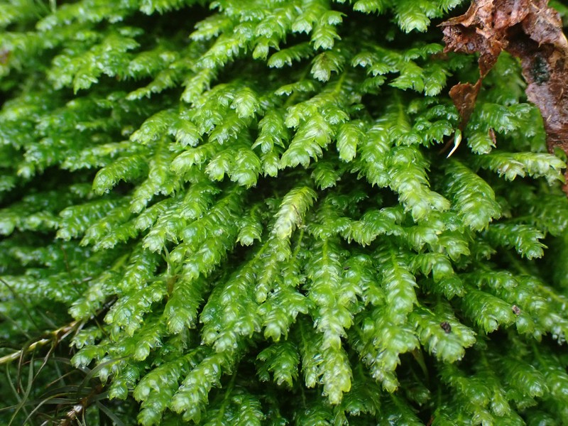 Elegant Pseudotaxiphyllum Moss photo 3