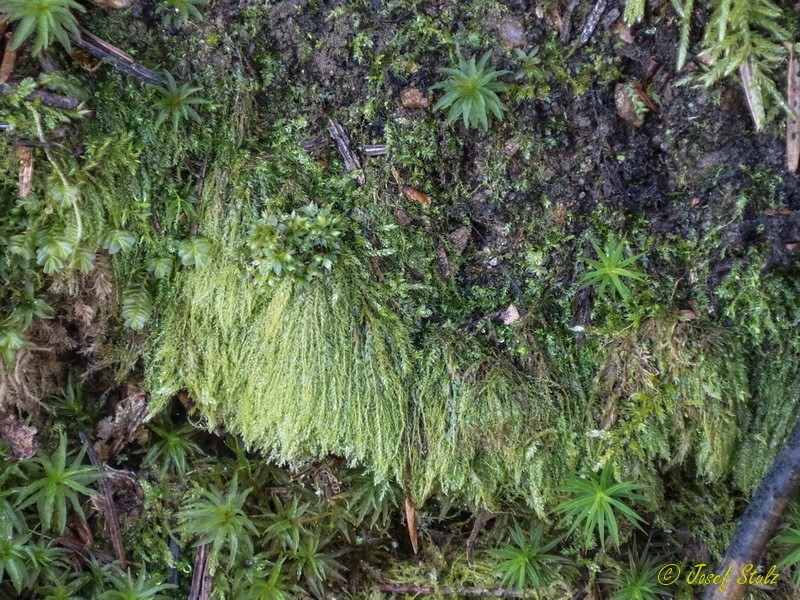 Elegant Pseudotaxiphyllum Moss photo 4