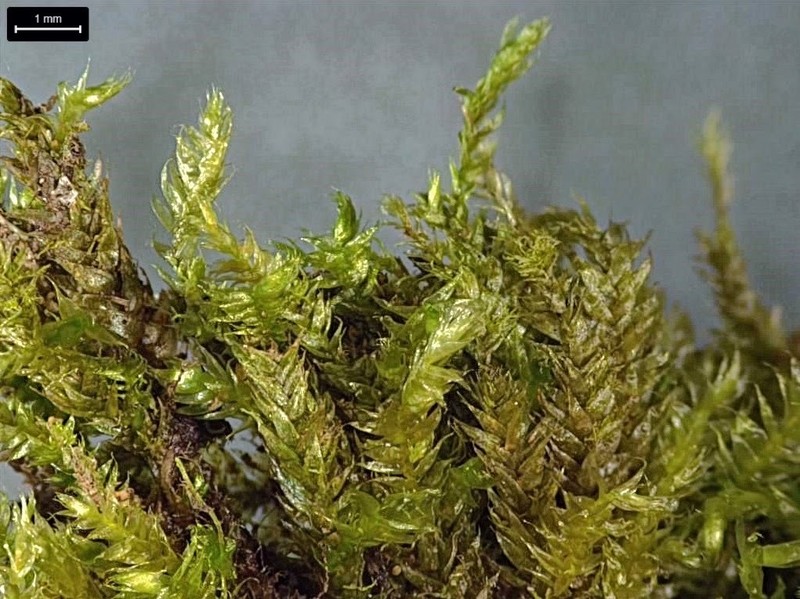 Elegant Pseudotaxiphyllum Moss photo 5