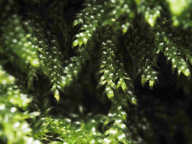 Elegant Pseudotaxiphyllum Moss photo 6
