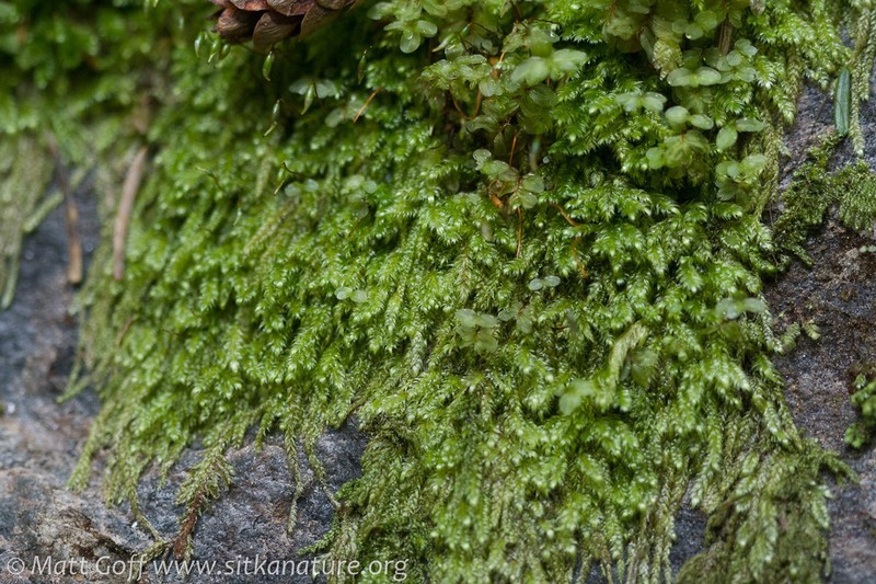 Elegant Pseudotaxiphyllum Moss photo 7