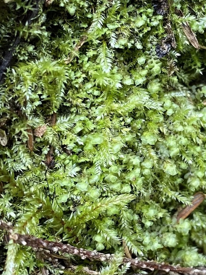 Elegant Pseudotaxiphyllum Moss photo 8